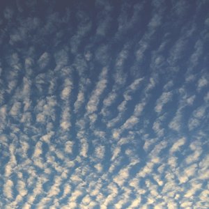 Jóvenes / Árboles