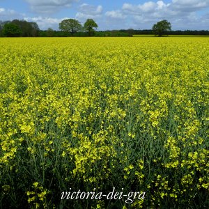 Sproston Green / Y Teimlad (Britpop Tribute Single)