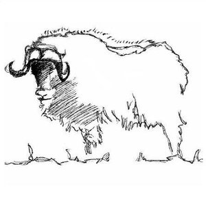 Musk Ox