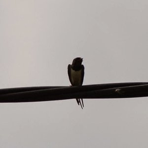 A Swallow In Winter