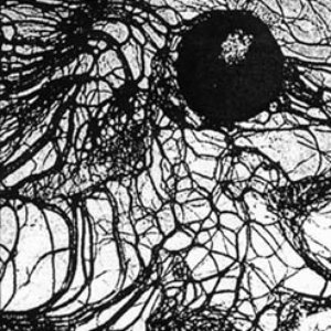 c. reider / the implicit order 的头像
