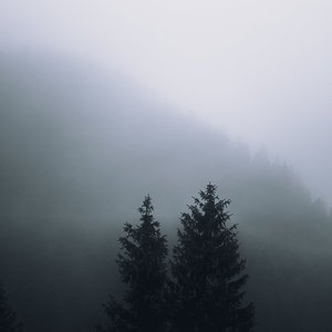 Entfremdung 的头像