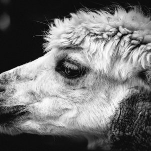 Neoalpaca 的头像