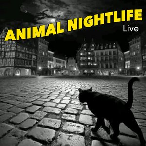 Animal Nightlife Live
