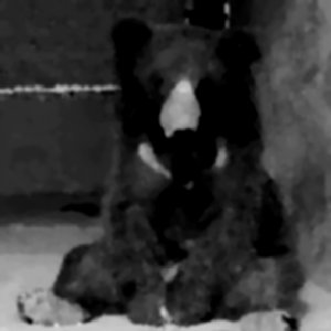moon bear
