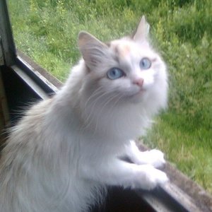 Кошка 的头像