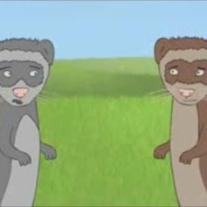 Изображение для 'Ferrets'