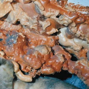 Rot Crumble Collapse