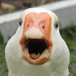 Dolan Darkest 的头像