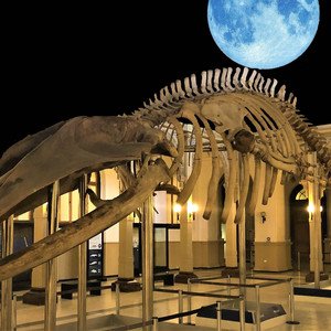 ASMR Night at the Museum