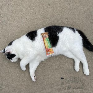 Cat Eat Cat - EP