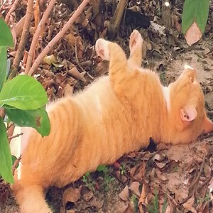 Orangey