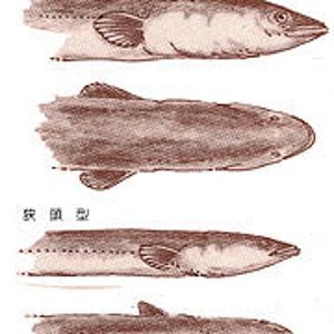 Anguilla japonica 的头像