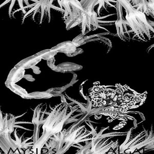 Mysid's Algae