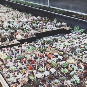 succulent park 的头像