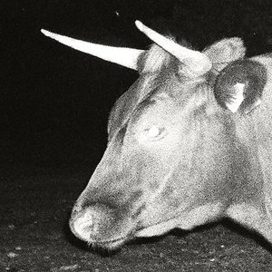 Waterside Mews - Single