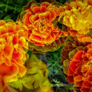 Marigold