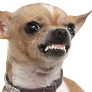 Grrr
