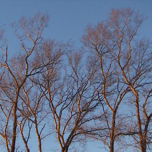 Rootsky 的头像