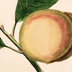 Bild für 'Impaled Peach'