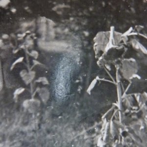 Espers & Whispers