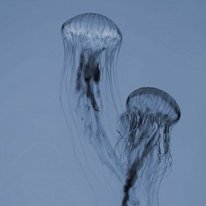 The Forgotten Jellyfish