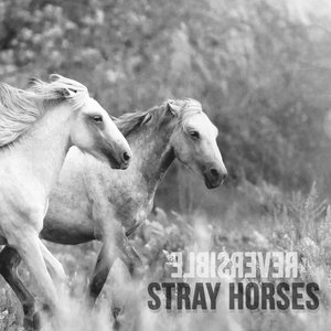Stray Horses