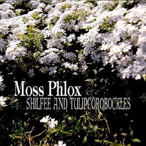 Moss Phlox