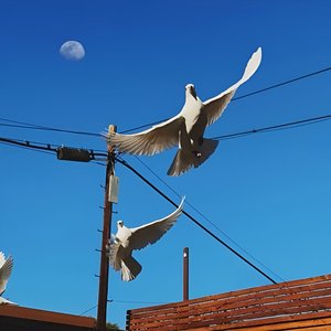 your name forever - Single