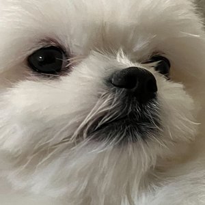 Aniel 的头像