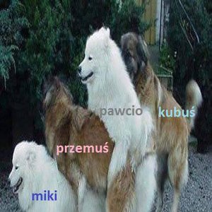 Wypas muzyczna Grupa 的头像