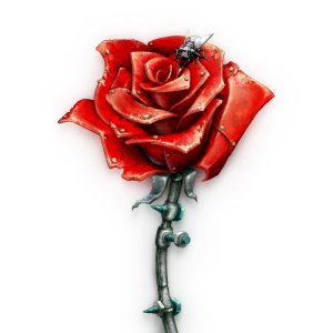 Rose N Fly
