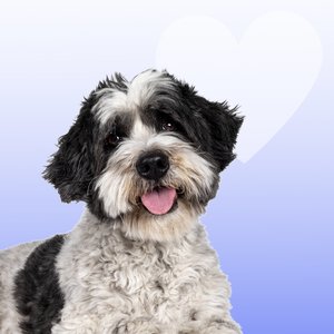 Avatar for Pet Music Therapy, Pets Love Music & Piano Peace