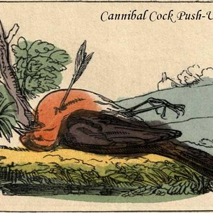 Avatar for Cannibal Cock Push-Up