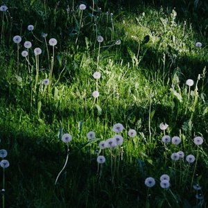 Dandelion