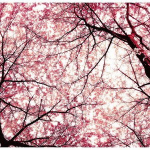 Avatar for 桜　桜