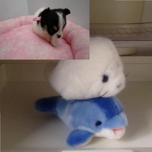 plush ceal