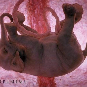 Avatar for U.R.I.N.I.M.U.