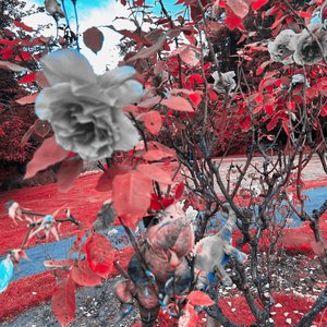 Chameleon - Single