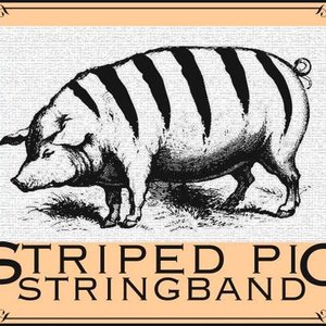 Avatar för Striped Pig Stringband