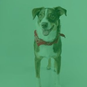 Avatar for Relaxing Dog Music Classics