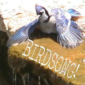 Birdsong