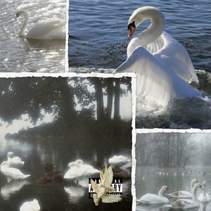 Heart Of The Swan
