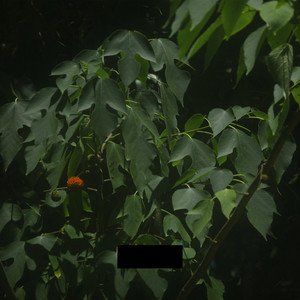 Songs_