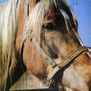 The Horse cover