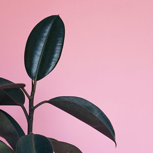 Studying Vibes - Single