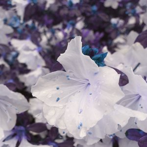 blooms for piano