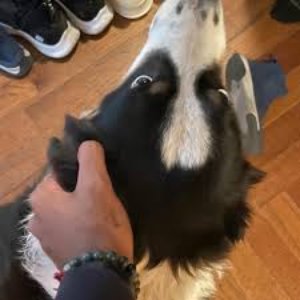 jd 2 的头像
