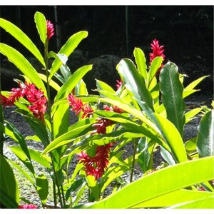 Some Kinda Wonderful (feat. 4th World Reggae Band)