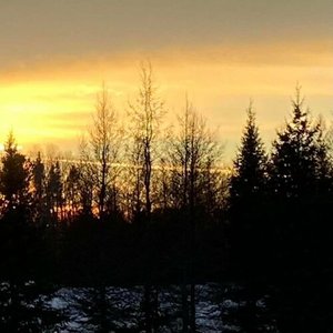 Hemiboreal (streaming version)